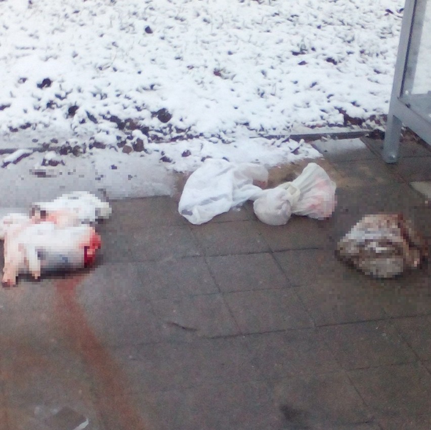 Martwe króliki znaleziono na przystanku przy ulicy Wojska...