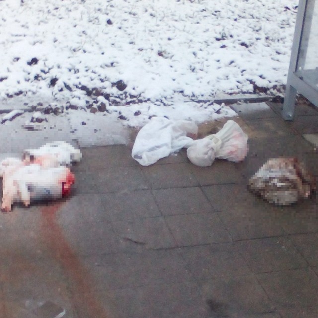Martwe króliki znaleziono na przystanku przy ulicy Wojska Polskiego / Lubelska w Radomiu.