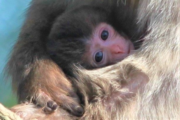 W ZOO Leśne Zacisze w Lisowie urodziła się pierwsza małpka! Zobaczcie zdjęcia