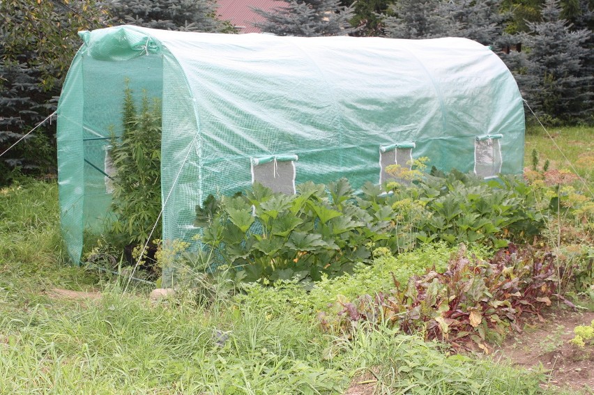 Nowy Targ: policjanci zlikwidowali plantację marihuany [ZDJĘCIA]