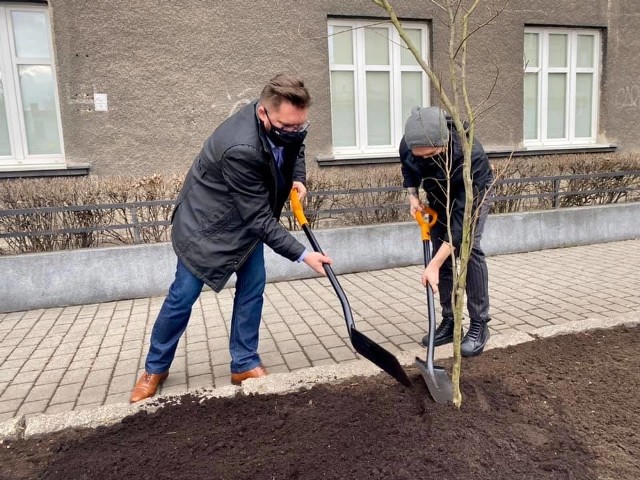Tomasz Organek, lider formacji Organek, wraz z prezydentem Marcinem Krupą zasadzili drzewo w Katowicach. To tradycja przedkoncertowa zespołu.