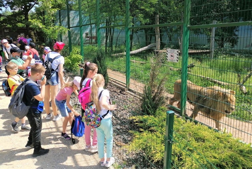 Dzieci z gminy Tuczępy odwiedziły króla lwa. Zobacz wspaniałą zabawę w ZOO Leśne Zacisze [ZDJĘCIA]