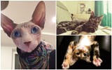 Dzień Kota 2020. Zobacz ZDJĘCIA kotów naszych Internautów, 17 lutego Dzień Kota 