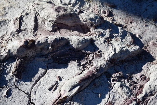 Jeden ze śladów dinozaurów został wycięty z bloku skalnego i skradziony.