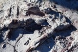 Ślady dinozaurów pod Borkowicami. Ktoś wyciął i ukradł jeden z odcisków, a potem próbował sprzedać go w Internecie
