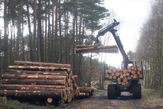 Na drugim odcinku przyszłej trasy S10 wycięto już niemal cały planowany pas lasu. Spieszono się przed 1 marca, który wyznacza początek okresu ochronnego lęgu ptaków