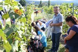 Udane winobranie w Ogrodzie Botanicznym w Kielcach. Zobacz zdjęcia