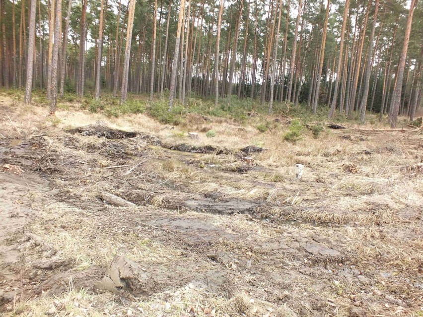 Starachowiccy leśnicy błyskawicznie uprzątnęli pobojowisko po sobotniej wichurze. Zobacz zdjęcia