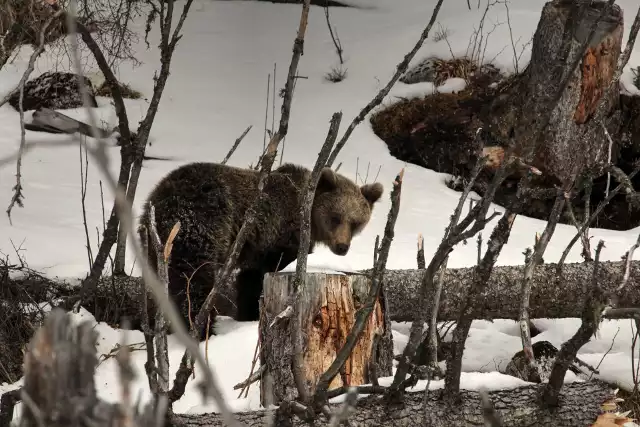 Niedźwiedzie w Tatrach już obudziły się