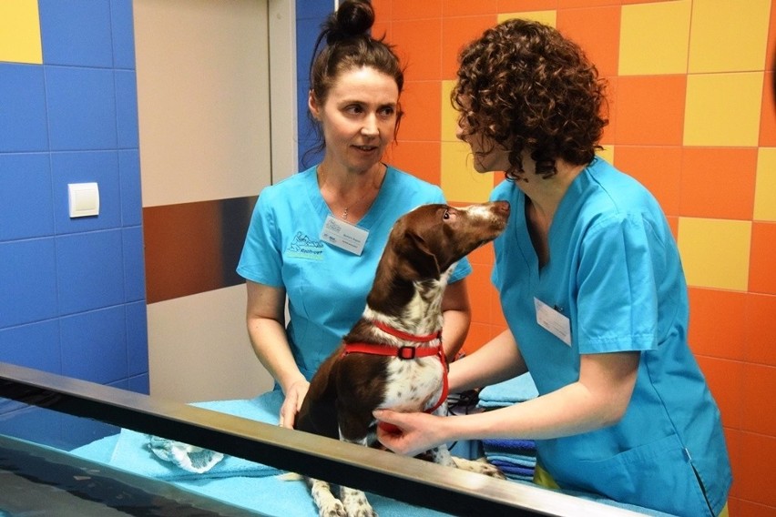 Pies Fijo rehabilitowany jest w klinice w Bielsku-Białej