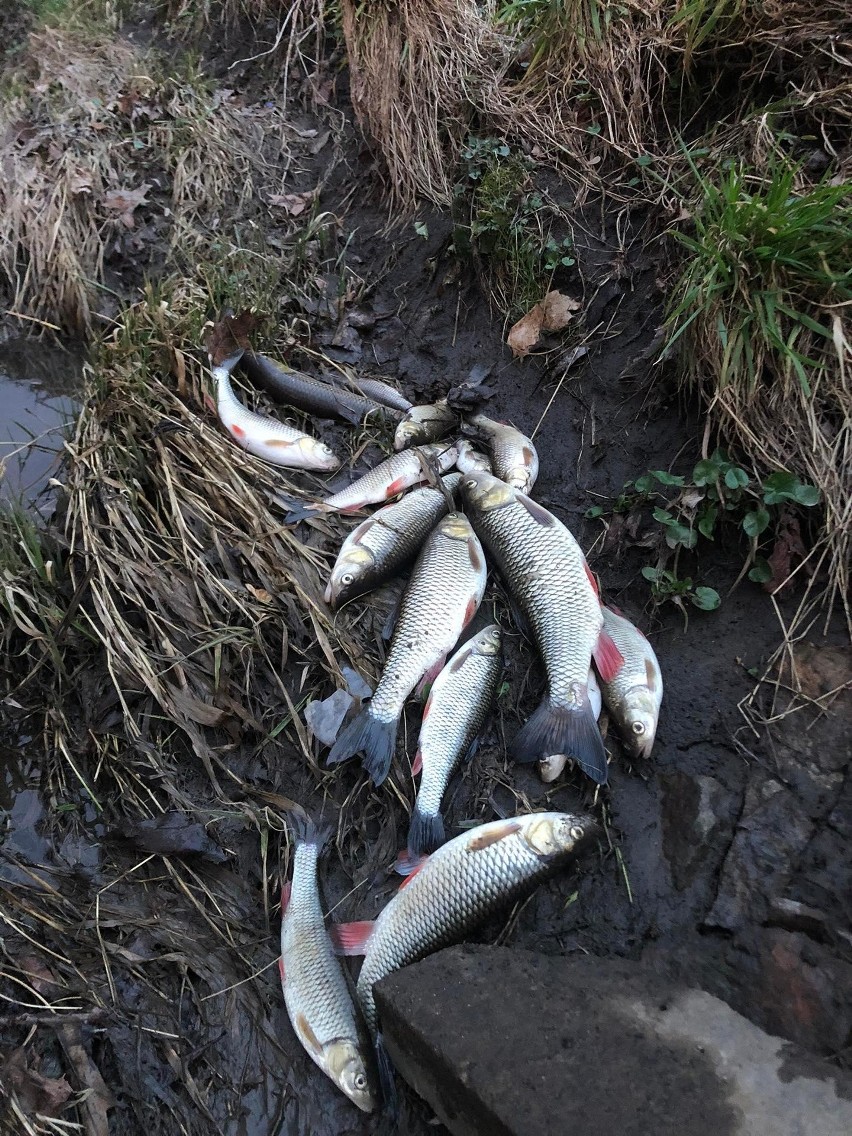 Setki martwych i zdychających ryb w Kielcach. Silnica znów zatruta! Zobacz zdjęcia