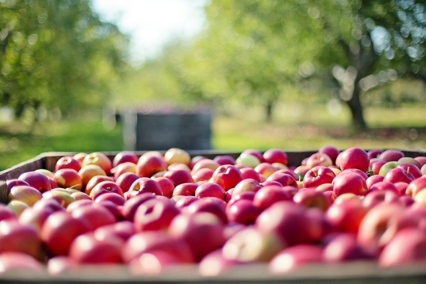 Jabłka są źródłem wielu witamin i minerałów, które są nam...