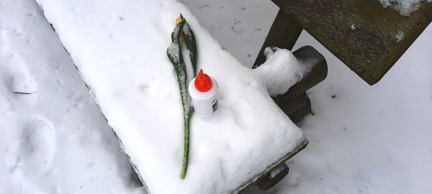 Ciało kobiety znaleziono na leśnym parkingu.