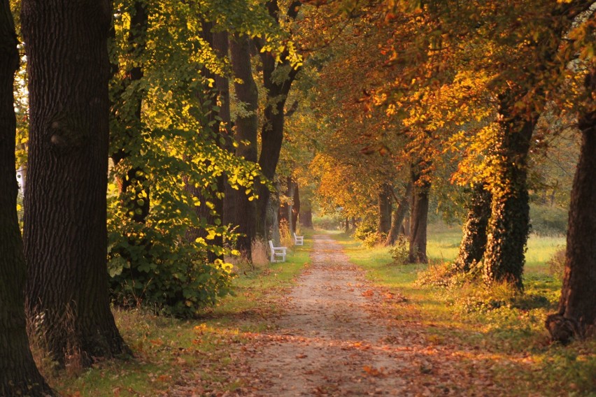 Jaka pogodę zapowiadają synoptycy na czwarty tydzień...