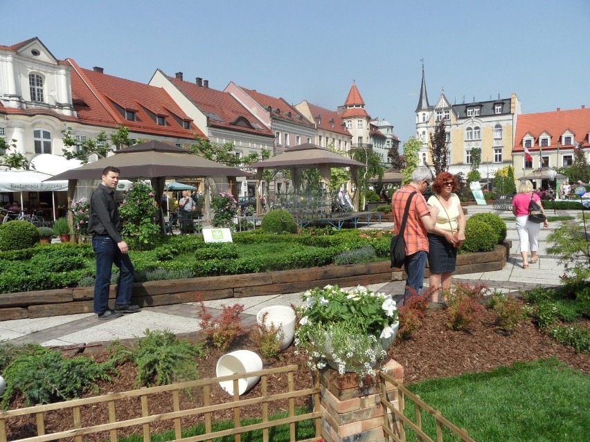 Daisy Days 2014. Ogrody Daisy już na rynku w Pszczynie [ZOBACZ ZDJĘCIA]