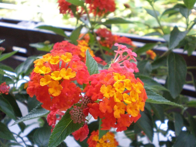 lantana pospolitaKwiaty lantany przebarwiają się od żółtych, przez pomarańczowe po purpurowoczerwone.