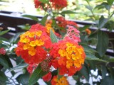 Lantana - roślina zmieniająca kolor kwiatów 