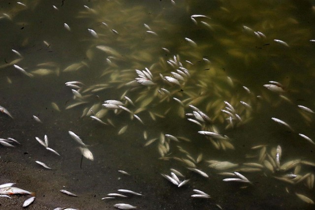 Kolejne zgłoszenie o śniętych rybach. Wędkarze zauważyli je w stawie Trzykrotki w Jaworznie. Pobrano próbki mające potwierdzić, czy nie doszło do celowego zanieczyszczenia wody.