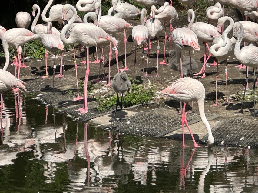 W opolskim ogrodzie trwa baby boom! Na zdjęciu flamingi