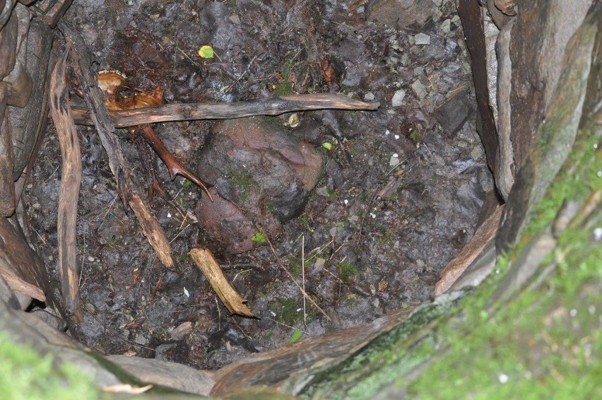 Leśnicy w studniach znajdują szczątki zwierząt