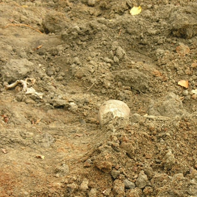 W dole, z którego firma budująca pobliskie osiedle mieszkaniowej wydobywa humus, pojawiły się fragmenty ludzkich czaszek i kości.
