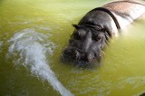Nie żyje hipopotam Hipolit z chorzowskiego zoo. Był najstarszym hipopotamem nilowym w Europie