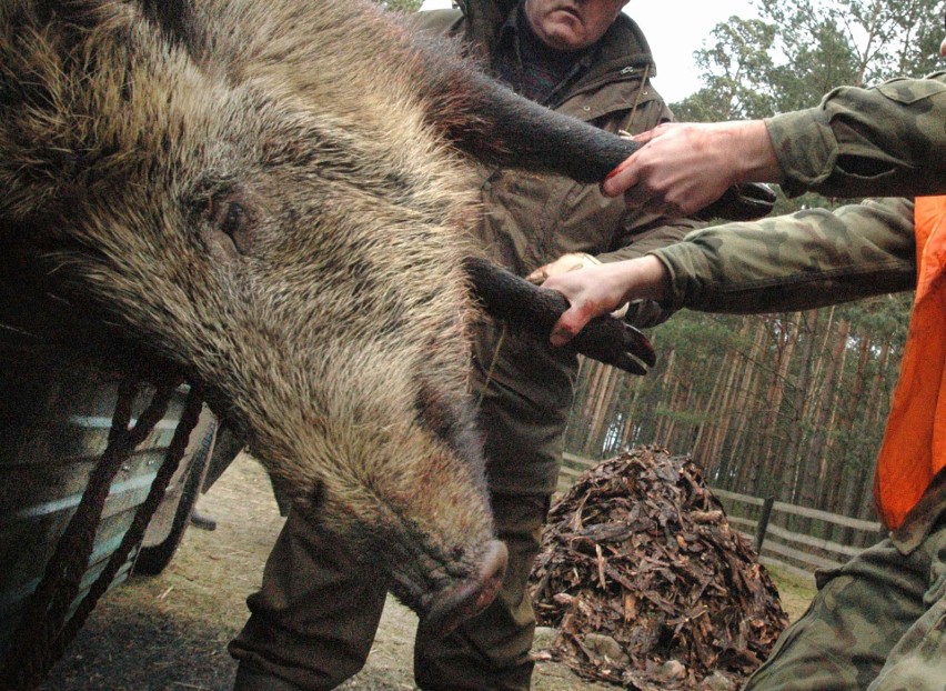 Jak twierdzą przedstawiciele zielonogórskiego PZŁ...