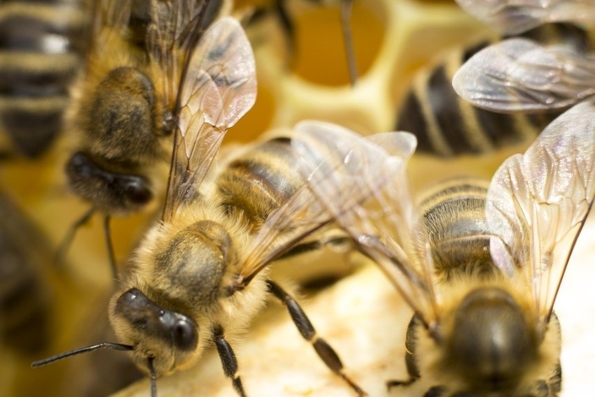 Pasieka jesienią. Jak przygotować pszczoły do zimowli? [wideo]