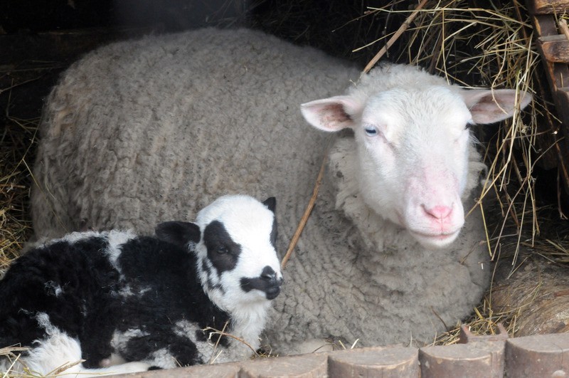 W bydgoskim zoo na świat przyszły owieczki i osiołek