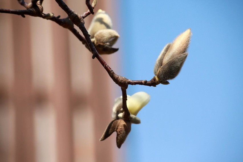 Magnolia zawiązuje pąki w poprzednim sezonie. Zimą są one...