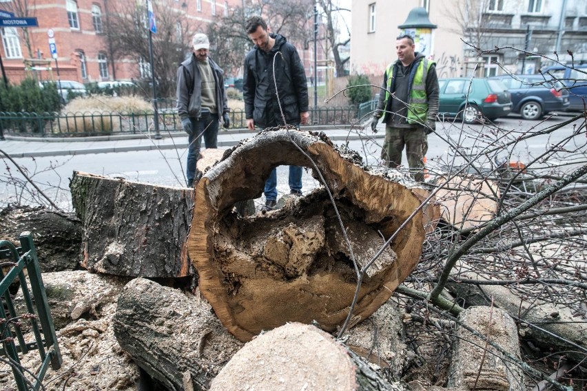 Grudniowa wycinka drzew na Mostowejna Mostowej