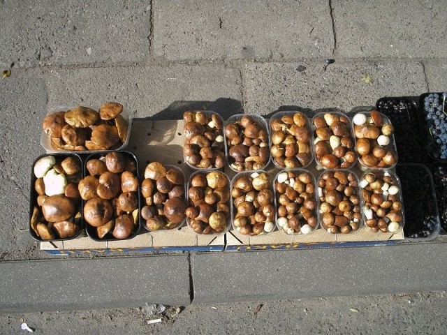Drobne jeszcze maślaczki spod Piątku można było wczoraj kupić na rynku przy ul. Dolnej po 8 – 10 zł za półkilogramowe pudełko, w zależności od wielkości grzybów.
