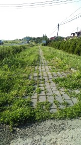 Zarośnięty chodnik przy drodze wojewódzkiej w Zaborowie