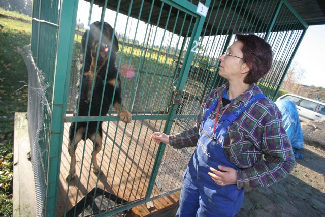 Schronisko wciąż nie ma pracowników. Są tylko wolontariusze, którzy zajmują się zwierzętami w wolnym czasie