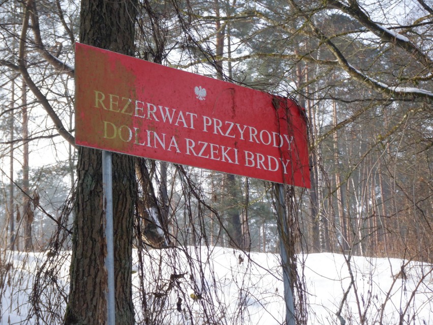 Środkowy bieg Brdy objęty jest ochroną rezerwatową, ale...