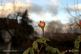 Koniec grudnia, a w ogrodzie... kwitną róże! (zdjęcia Czytelnika)