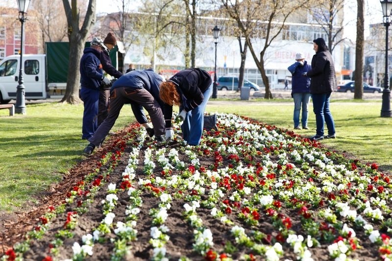 W mieście pojawi się 100 tys. kwiatów. Rozpoczęły się nasadzenia (zdjęcia, wideo)