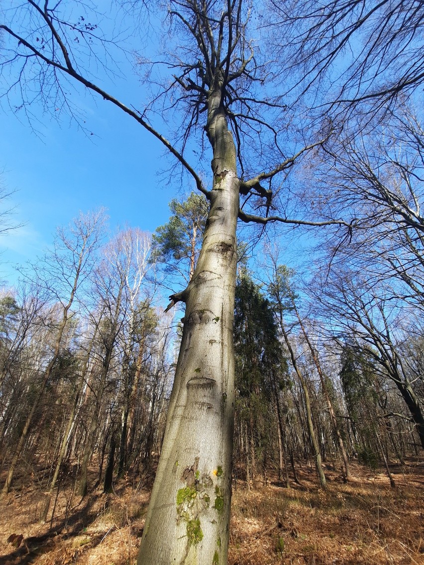 Lasy Murckowskie i drzewa przeznaczone do wycinki