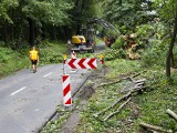 Aleksandrowice, Balice. Wycinka drzew pod budowę ścieżki pieszo-rowerowej. Kontrowersje, protesty, nieporozumienia