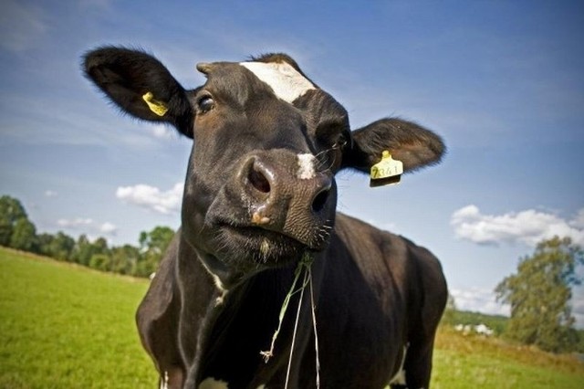 W gminie Dziemiany zaginęła krowa. 63-letni rolnik o ucieczce krasuli poinformował policję