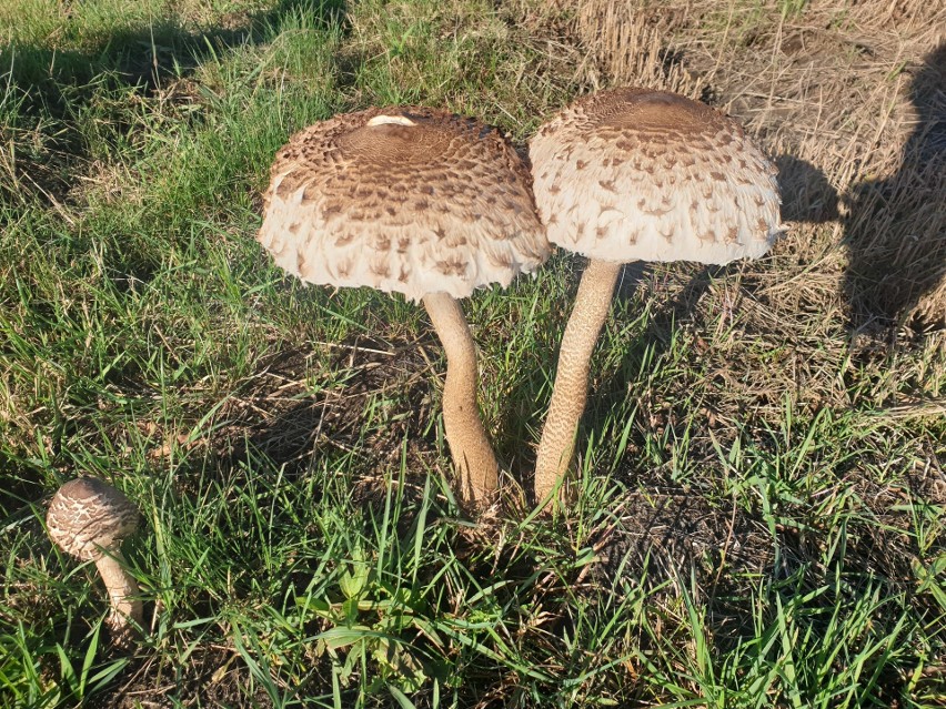 Jak wygląda kania i czym się różni od muchomora...