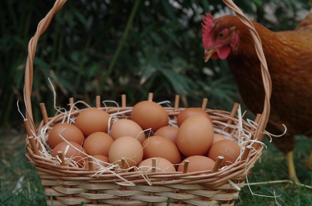 Chyba poznaliśmy odpowiedź na odwieczne pytanie, czy pierwsza była kura czy jajko