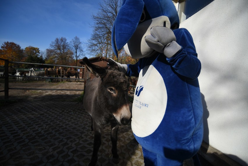 Osioł USiołek z chorzowskiego zoo obchodzi 14. urodziny