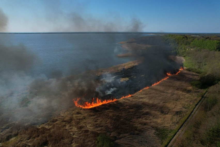 Pożar trzcinowiska w koszalińskim Łabuszu