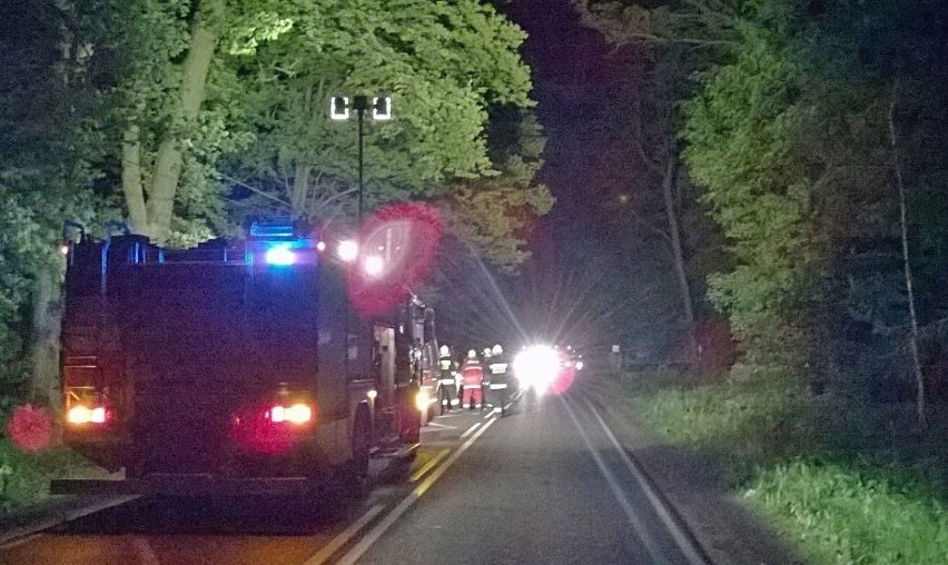 Wypadek pod Pabianicami. Konar runął na jezdnię, wjechał w niego kierowca opla