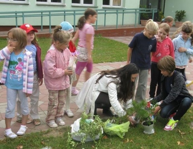 Dzieci i nauczyciele ze szkoły w Ostojowie wspólnie urządzili ogród. Krótko potem ktoś wykopał i ukradł część drzewek.