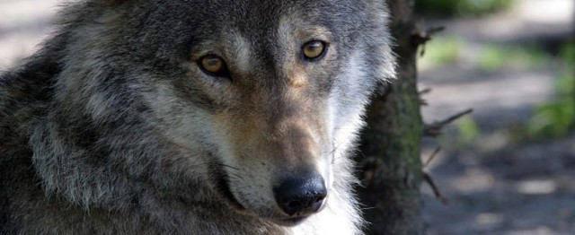 Według różnych źródeł w Polsce żyje od 250 do 400 wilków. Corocznie z rąk kłusowników ginie kilkadziesiąt sztuk.