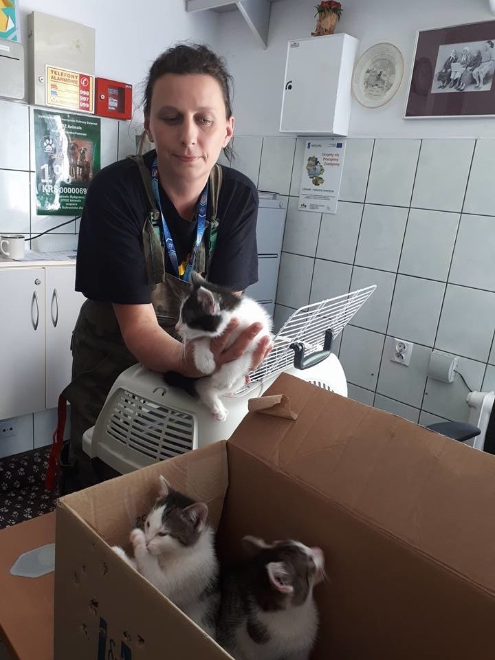Trzy małe koty, zamknięte w kartonowym pudle, znalazło dwóch...