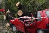 Ratujmy drzewa w Toruniu od wycinki? Tak, wle nie wszystkie! Chore i obumarłe rośliny to zagrożenie, które miasto musi wycinać 