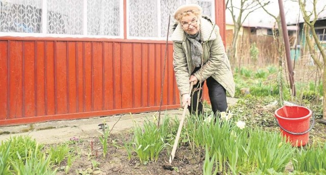 Działkowcy już rozpoczęli prace w ogródzie, bo w tym roku czeka na nich mnóstwo wyzwań